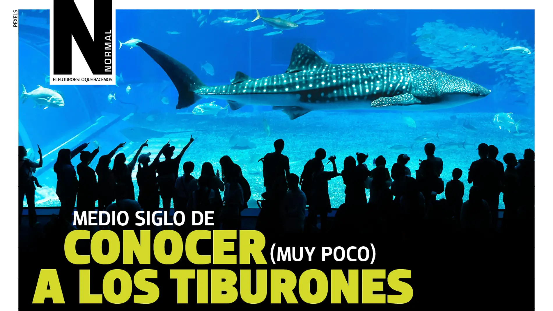 tiburones SITIO1